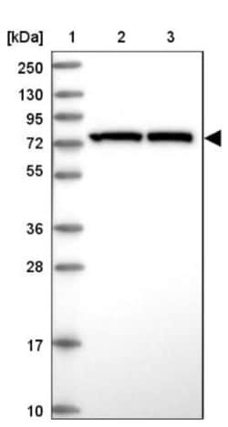 GRP78/HSPA5 Antibody, Novus Biologicals 0.1mL; Unlabeled:Antibodies, Polyclonal