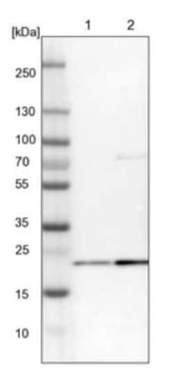 GRPEL2 Antibody, Novus Biologicals 25 &mu;L; Unlabeled:Antibodies, Polyclonal