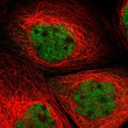GRRP1 Antibody, Novus Biologicals 0.1mL; Unlabeled:Antibodies, Polyclonal