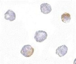 GRTP1 Antibody - BSA Free, Novus Biologicals 0.1 mg | Buy Online | Novus Biologicals | Fisher Scientific
