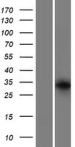 Novus Biologicals&trade;&nbsp;GRXCR1 Overexpression Lysate