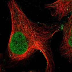 GRXCR1 Antibody, Novus Biologicals:Antibodies:Primary Antibodies