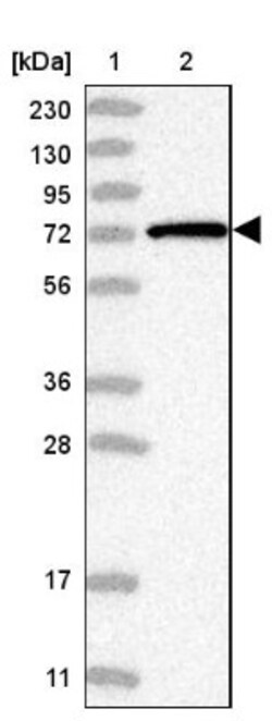 GSG2 Antibody, Novus Biologicals:Antibodies:Primary Antibodies