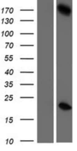 Novus Biologicals&trade;&nbsp;GSG2 Overexpression Lysate