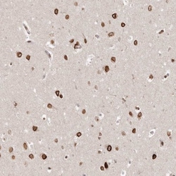 GSG2 Antibody, Novus Biologicals:Antibodies:Primary Antibodies