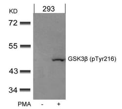 GSK-3 beta, p Tyr279, p Tyr216 Antibody, Novus Biologicals:Antibodies:Primary