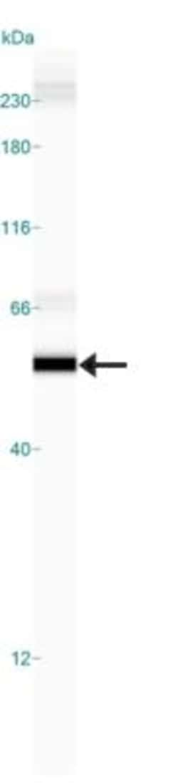 GSK-3 beta Antibody (3D10) - BSA Free, Novus Biologicals:Antibodies:Primary