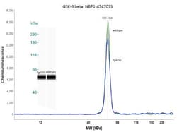 GSK-3 beta Antibody (3D10) - BSA Free, Novus Biologicals:Antibodies:Primary