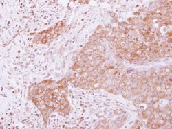 GSPT1 Antibody, Novus Biologicals 0.1mL; Unlabeled:Antibodies, Polyclonal