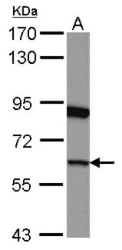 GSPT1 Antibody, Novus Biologicals 0.1mL; Unlabeled:Antibodies, Polyclonal