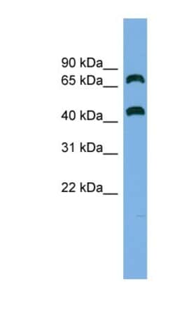 GSPT2 Antibody, Novus Biologicals:Antibodies:Primary Antibodies