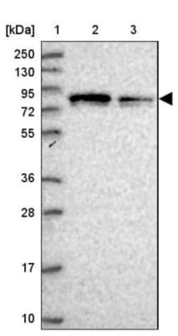 GSPT2 Antibody, Novus Biologicals 0.1mL; Unlabeled:Antibodies, Polyclonal