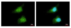Glutathione S-Transferase pi 1/GSTP1 Antibody, Novus Biologicals 0.1mL;