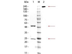 GSTZ1 Antibody (24E9.G9.G8), Novus Biologicals 100&mu;g; Unlabeled:Antibodies,