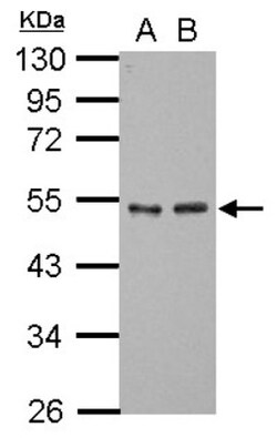 GTF2A1 Antibody, Novus Biologicals 0.1mL; Unlabeled:Antibodies, Polyclonal