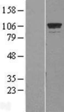 Novus Biologicals&trade;&nbsp;GTF3C2 Overexpression Lysate