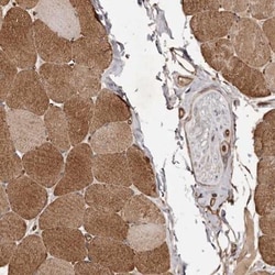 GTP-binding protein 1 Antibody, Novus Biologicals:Antibodies:Primary Antibodies