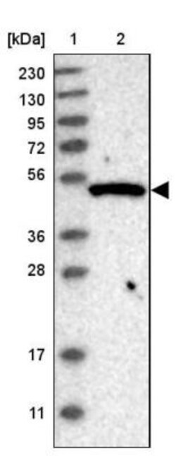 GTPBP10 Antibody, Novus Biologicals 0.1mL; Unlabeled:Antibodies, Polyclonal