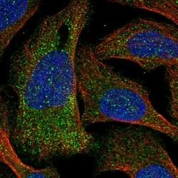 GTPBP2 Antibody, Novus Biologicals:Antibodies:Primary Antibodies