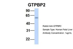 GTPBP2 Antibody, Novus Biologicals 100&mu;L; Unlabeled:Antibodies, Polyclonal