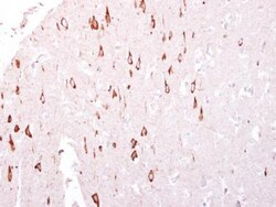 GTPBP3 Antibody, Novus Biologicals 0.1mL; Unlabeled:Antibodies, Polyclonal