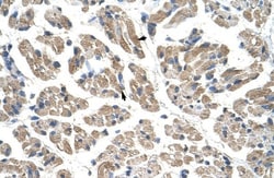 GTPBP9 Antibody, Novus Biologicals 100&mu;L; Unlabeled:Antibodies, Polyclonal