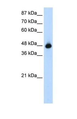 GTPBP9 Antibody, Novus Biologicals 100&mu;L; Unlabeled:Antibodies, Polyclonal