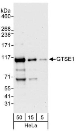 GTSE1 Antibody, Novus Biologicals 0.1 mL | Buy Online | Novus Biologicals | Fisher Scientific