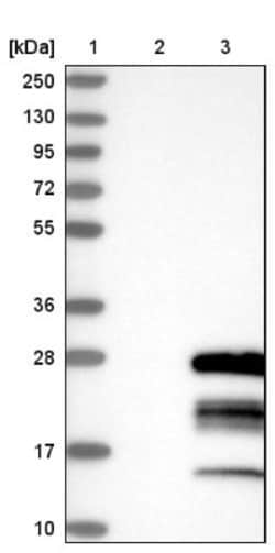 GTSF1 Antibody, Novus Biologicals 25 &mu;L; Unlabeled:Antibodies, Polyclonal