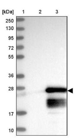 GTSF1 Antibody, Novus Biologicals:Antibodies:Primary Antibodies