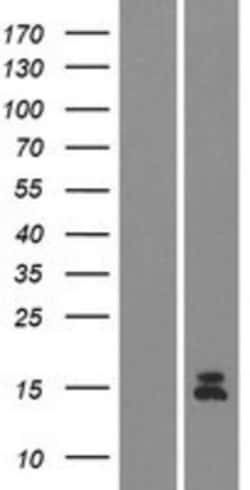 Novus Biologicals&trade;&nbsp;Guanylin Overexpression Lysate