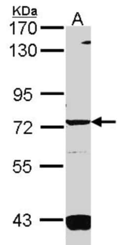 Guanylyl Cyclase alpha 1 Antibody, Novus Biologicals 0.1mL; Unlabeled:Antibodies,