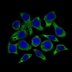 Guanylyl Cyclase alpha 1 Antibody (3G6B2) - BSA Free, Novus Biologicals:Antibodies:Primary