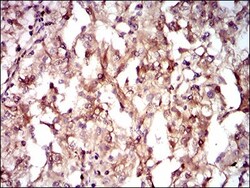 Guanylyl Cyclase alpha 1 Antibody (3G6B2) - BSA Free, Novus Biologicals:Antibodies:Primary