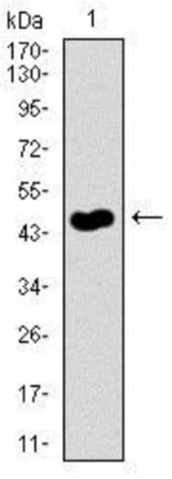 Guanylyl Cyclase alpha 1 Antibody (3G6B2) - BSA Free, Novus Biologicals:Antibodies:Primary
