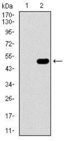 Guanylyl Cyclase alpha 1 Antibody (3G6B2) - BSA Free, Novus Biologicals:Antibodies:Primary
