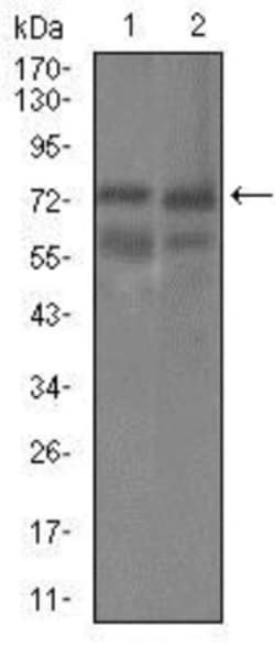 Guanylyl Cyclase alpha 1 Antibody (3G6B2) - BSA Free, Novus Biologicals:Antibodies:Primary