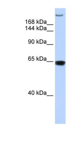 GW182 Antibody, Novus Biologicals 0.05mg; Unlabeled:Antibodies, Polyclonal