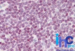 Histone H2AX Antibody, Novus Biologicals 0.1mg; Unlabeled:Antibodies, Polyclonal