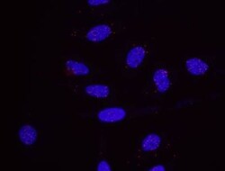 Histone H2AX Antibody, Novus Biologicals 0.1mg; Unlabeled:Antibodies, Polyclonal