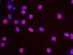 Histone H2AX Antibody, Novus Biologicals 0.1mg; Unlabeled:Antibodies, Polyclonal