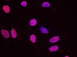 Histone H2AX Antibody, Novus Biologicals 0.1mg; Unlabeled:Antibodies, Polyclonal