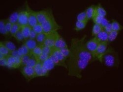 Histone H2AX Antibody, Novus Biologicals 0.1mg; Unlabeled:Antibodies, Polyclonal
