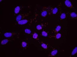 Histone H2AX Antibody, Novus Biologicals 0.1mg; Unlabeled:Antibodies, Polyclonal