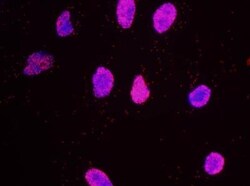 Histone H2AX Antibody, Novus Biologicals 0.1mg; Unlabeled:Antibodies, Polyclonal