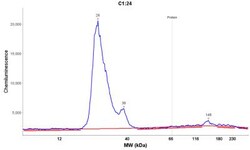 Histone H2AX Antibody, Novus Biologicals 0.1mg; Unlabeled:Antibodies, Polyclonal