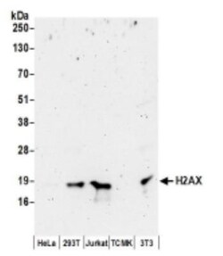 Histone H2AX Antibody, Novus Biologicals 0.1mg; Unlabeled:Antibodies, Polyclonal