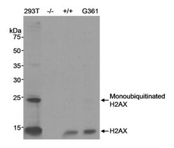Histone H2AX Antibody, Novus Biologicals 0.1mg; Unlabeled:Antibodies, Polyclonal