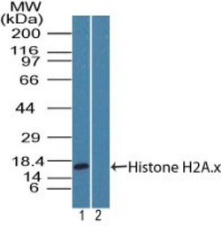 Histone H2AX Antibody, Novus Biologicals 0.1mg; Unlabeled:Antibodies, Polyclonal
