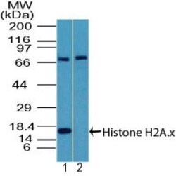 Histone H2AX Antibody, Novus Biologicals 0.1mg; Unlabeled:Antibodies, Polyclonal